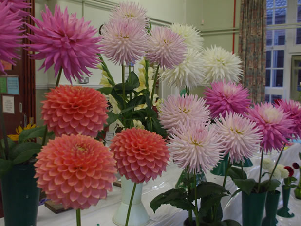 Horticultural Show Derbyshire